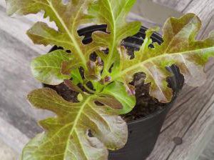 Rad oak lettuce