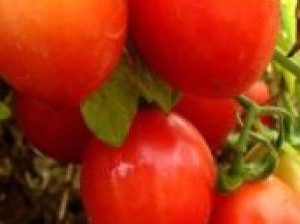 มะเขือเทศสีดา : Cherry Tomato