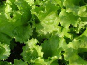Lettuce : ผักกาดหอม