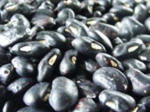 ถั่วพุ่มลาย (เสือพราน) : Bush Bean