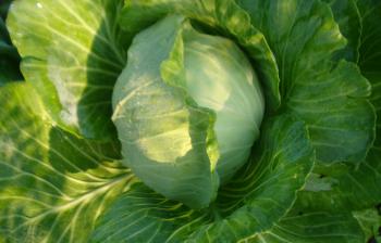 กะหล่ำปลี : cabbage
