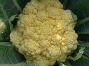 กะหล่ำดอก : Cauliflower