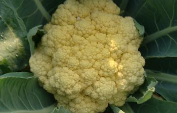 กะหล่ำดอก : Cauliflower