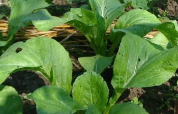 ผักกาดกวางตุ้งดอก (ใบใหญ่) : chinese flowering cabbage big