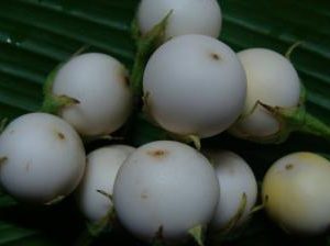มะเขือดาว : White Eggplant