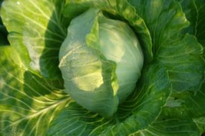 กะหล่ำปลี : cabbage