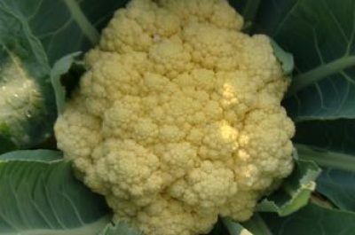 กะหล่ำดอก : Cauliflower