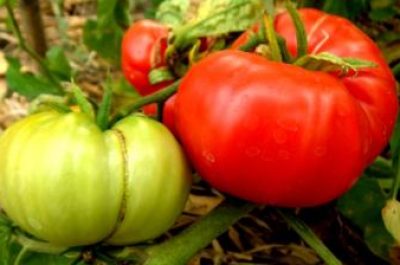 มะเขือเทศพื้นบ้าน : Native Tomato big