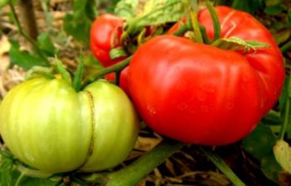มะเขือเทศพื้นบ้าน : Native Tomato big